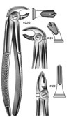 Dental Forceps, English Pattren